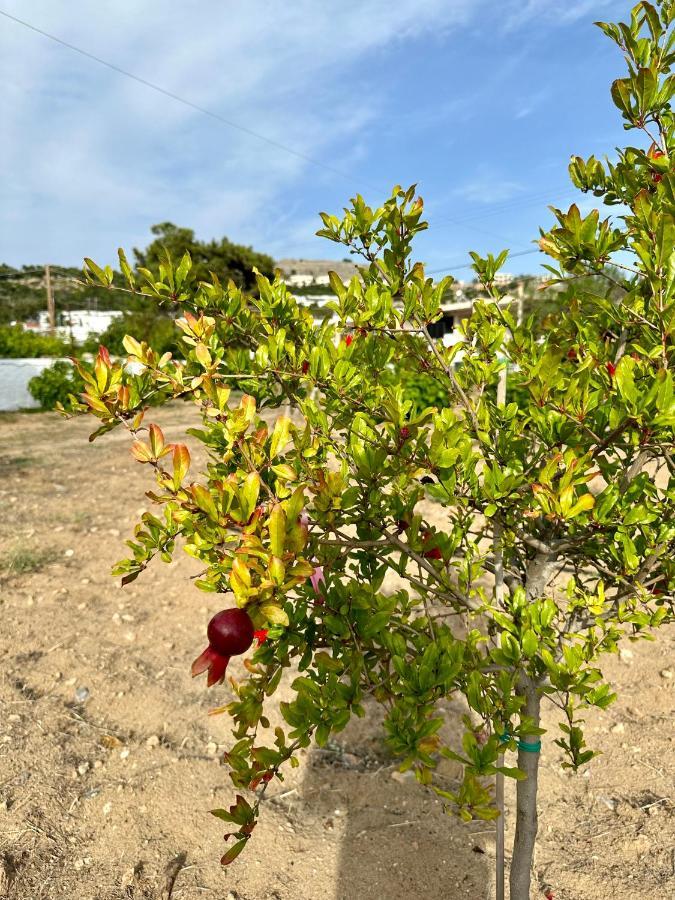 Aegean Endless Summer Villa Pefkos Pefki エクステリア 写真